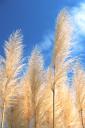 Gräser können für Allergiker zum Problem werden © flickr / iboy_daniel